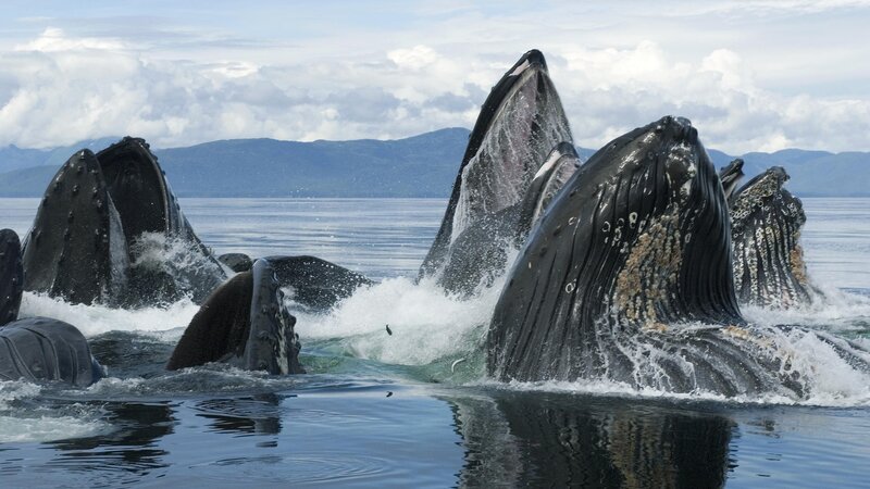 Whales feeding in the ocean