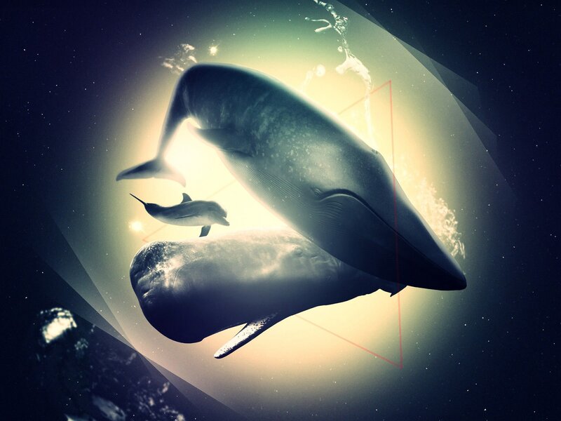 Whales in a cosmic light