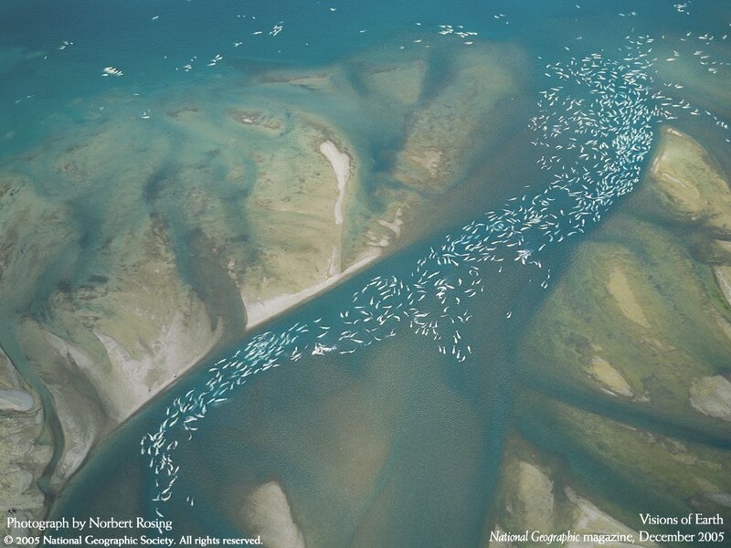 Whales in a river delta