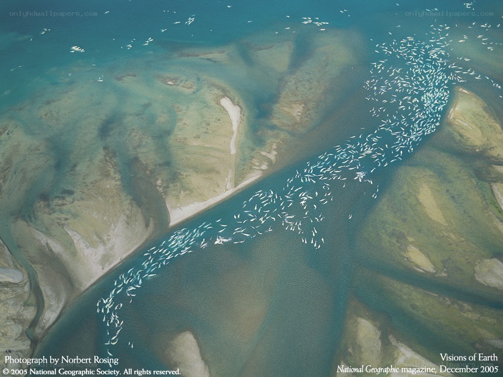 Whales in a river delta