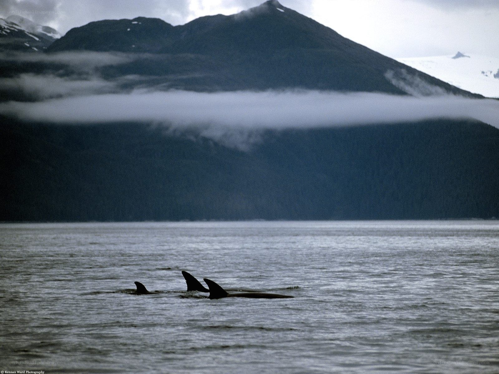 whales in alaskan waters