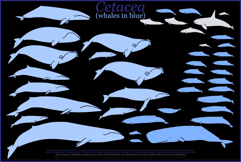 Whales in Blue
