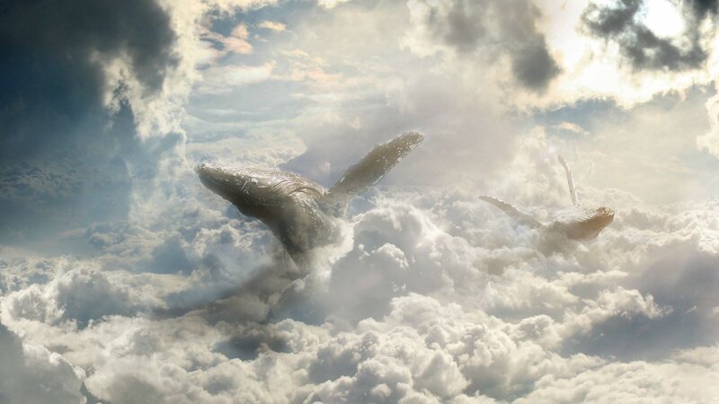 Whales in Clouds