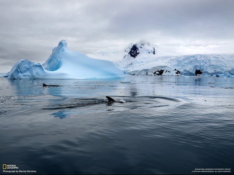 Whales in Icy Water — Blue