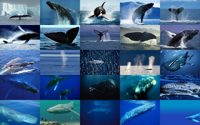 Whales in Ocean — Blue, Serene, Photograph