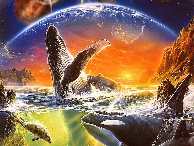 Whales in Ocean