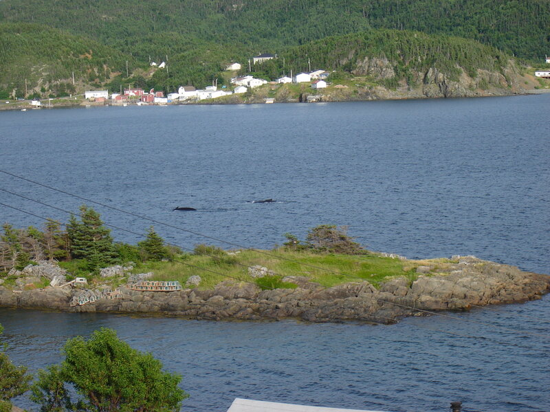 Whales in the Water