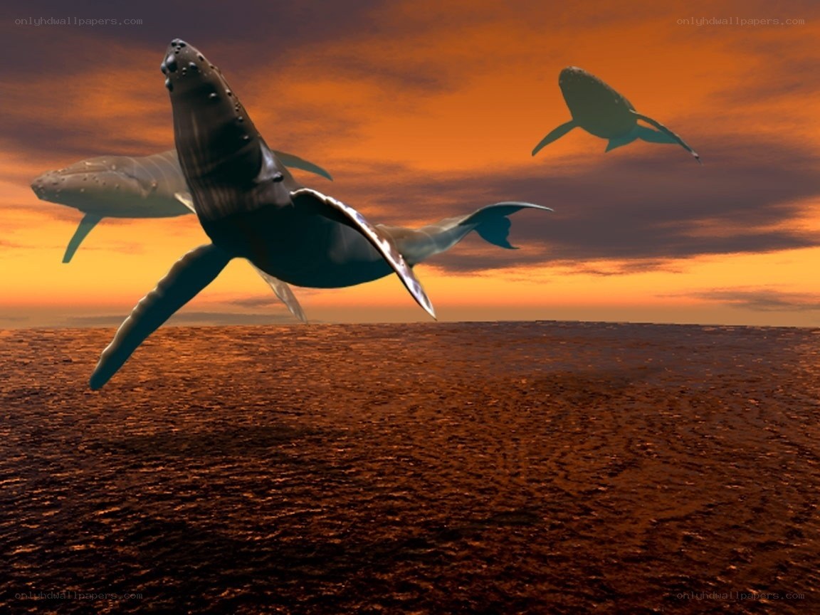 Whales leaping at sunset