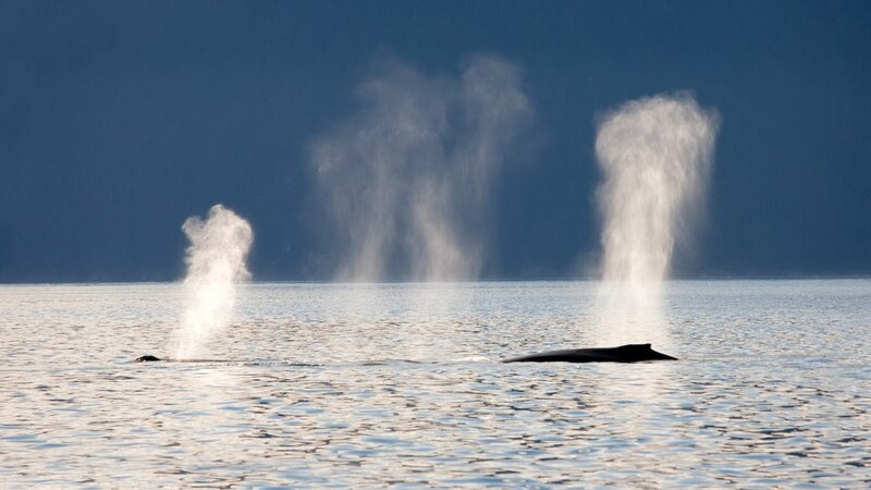 Whales spouting in the ocean
