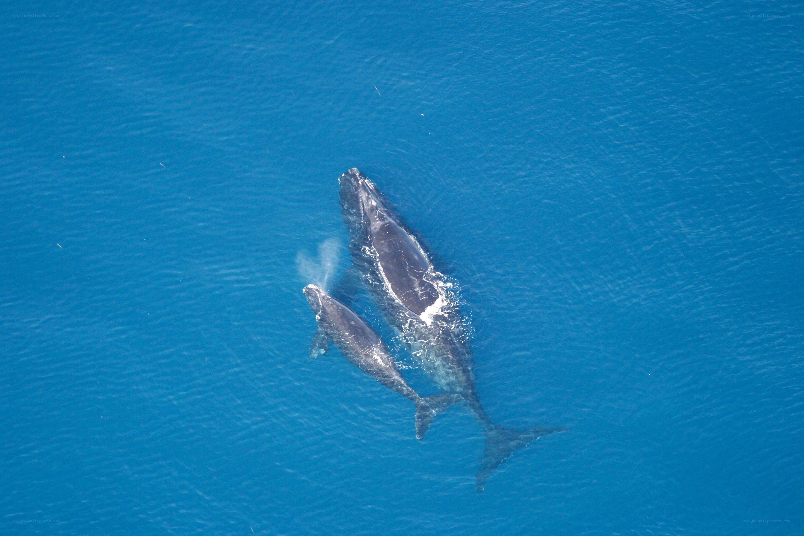 Whales swimming in blue ocean
