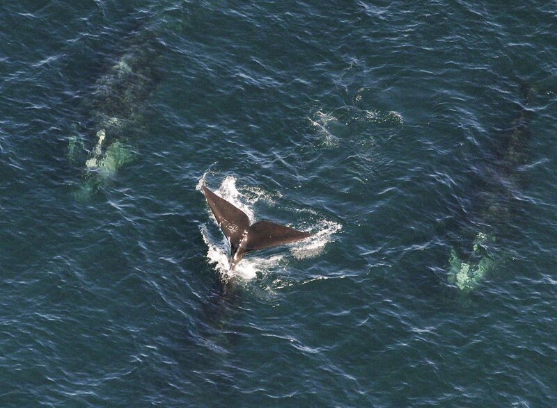 Whales swimming in ocean