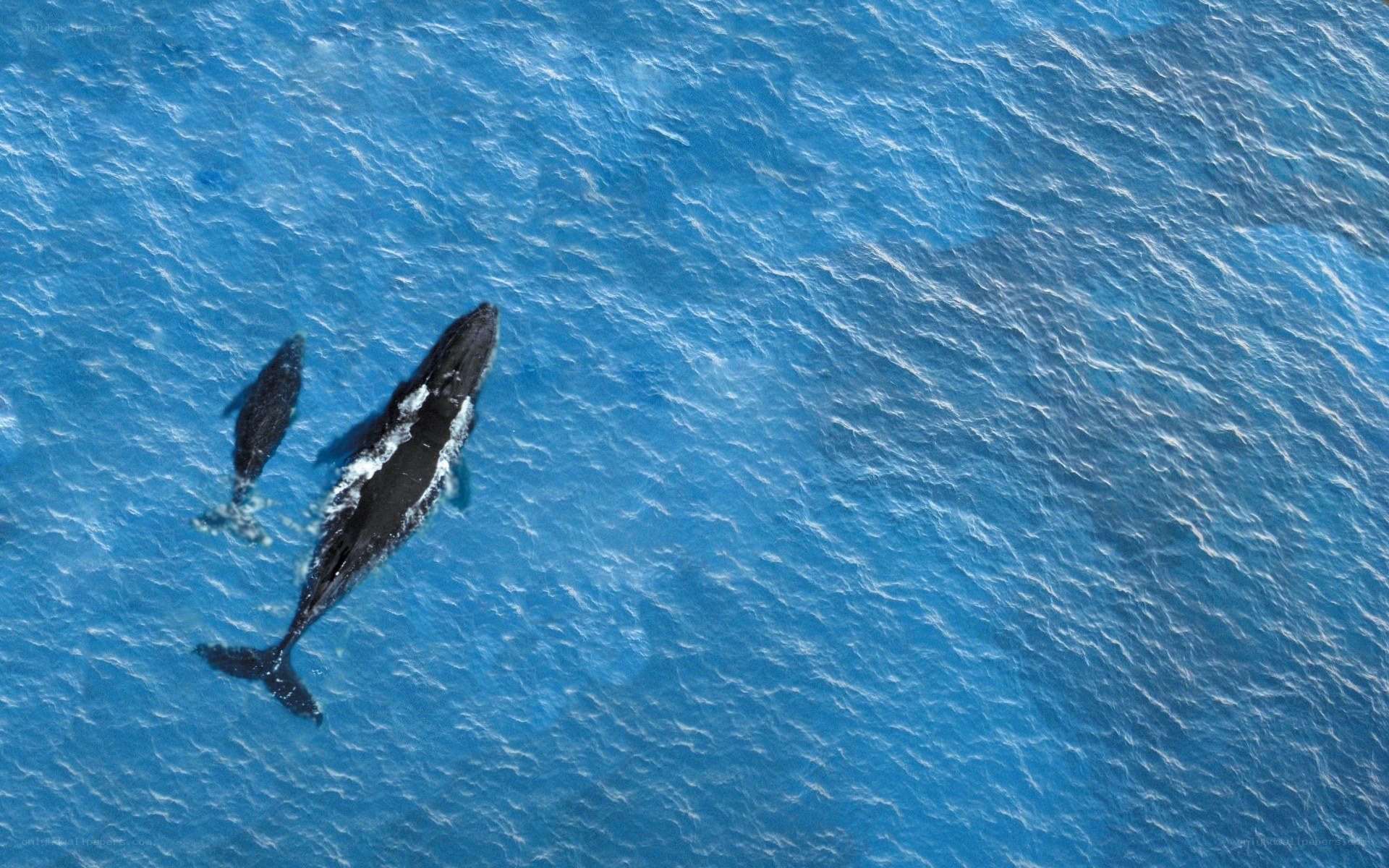 Whales swimming in ocean