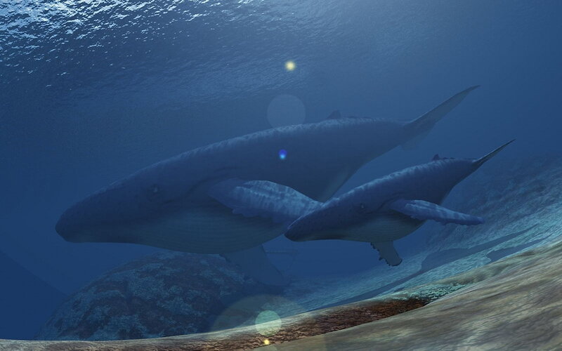 Whales swimming underwater