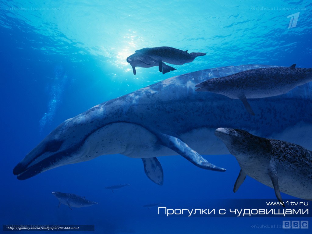 Whales swimming underwater