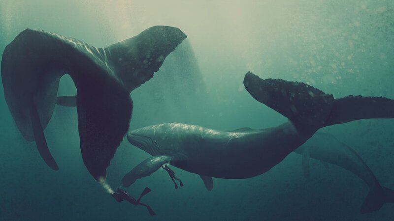 Whales Underwater — Teal