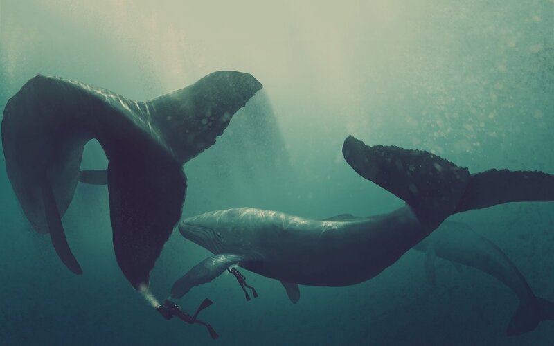 Whales Underwater