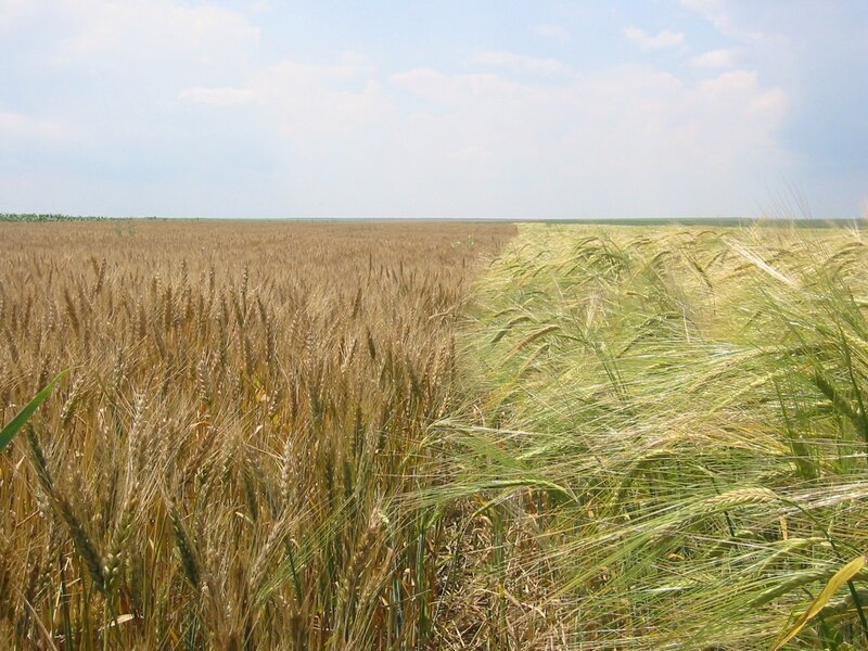 Wheat and barley field