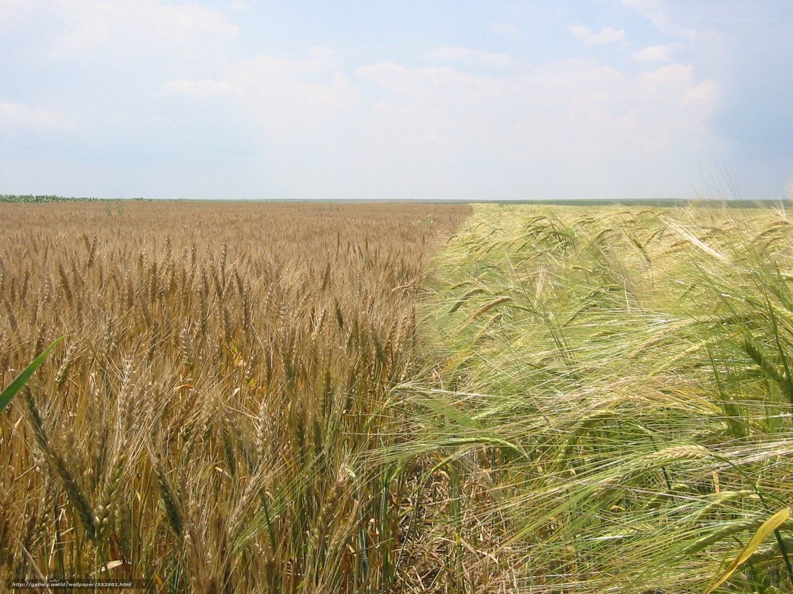 Wheat and barley field