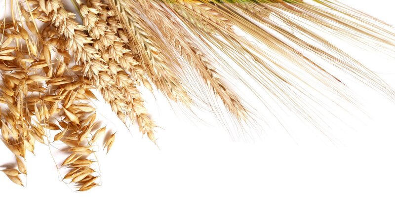 wheat and barley stalks