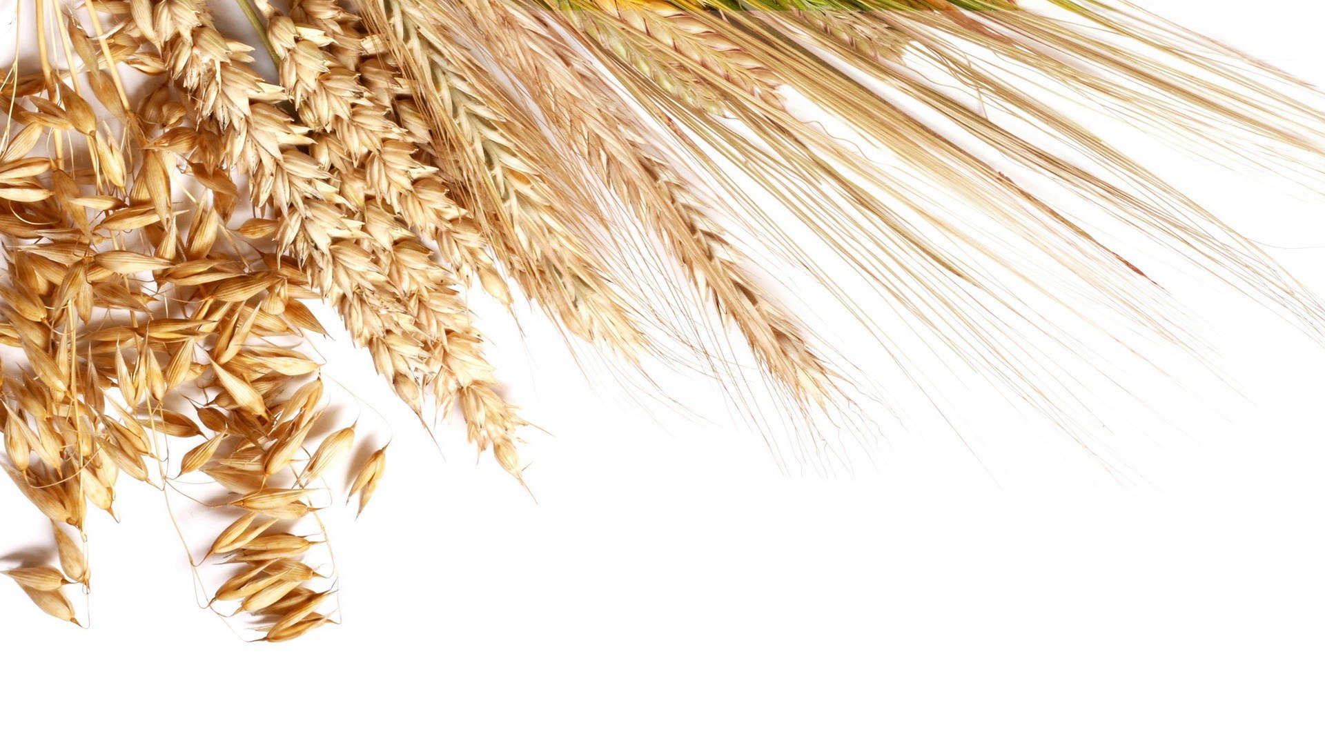 wheat and barley stalks