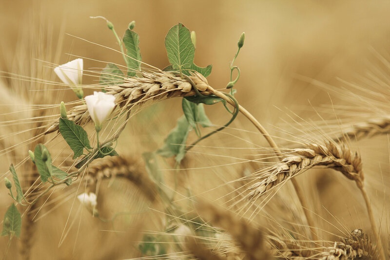 Wheat and bindweed in a field