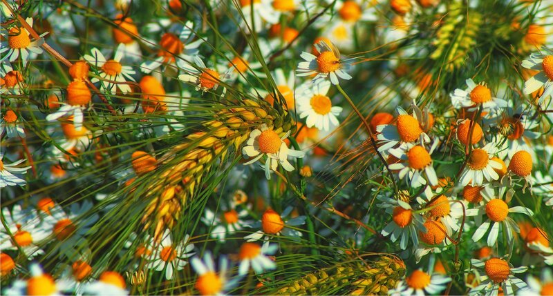 Wheat and Chamomile Flowers