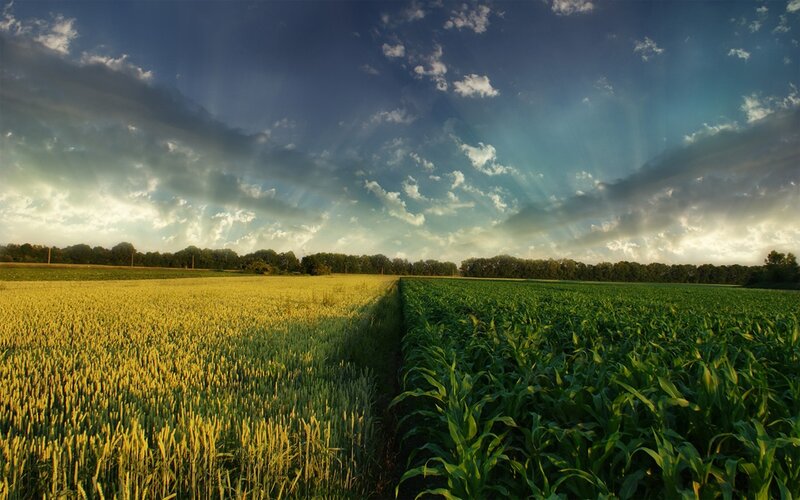 Wheat and Corn Fields — Green