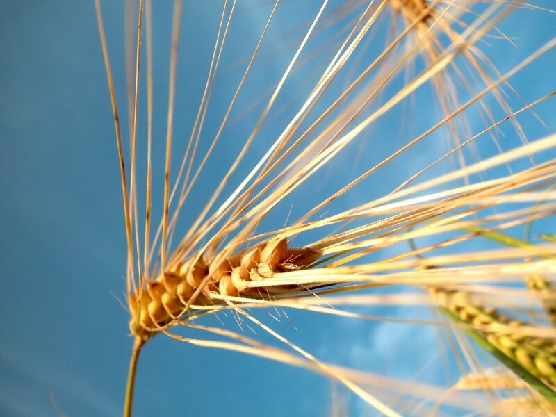 Wheat Ear Against Sky