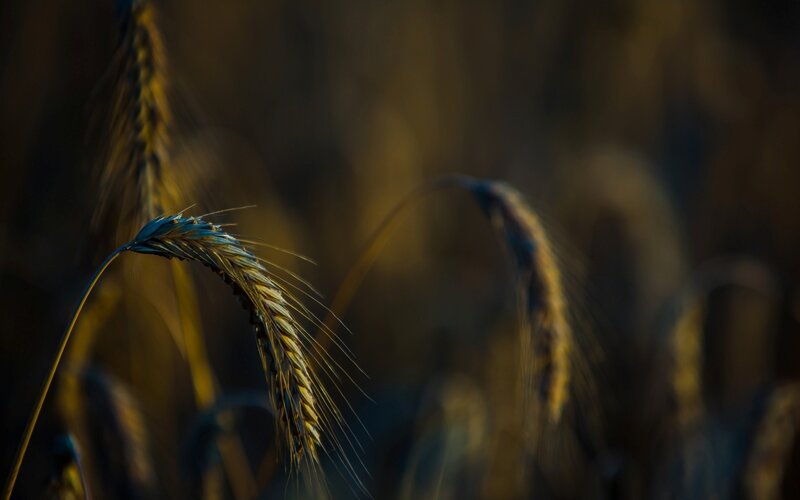Wheat Ear in Field — Brown, Dramatic
