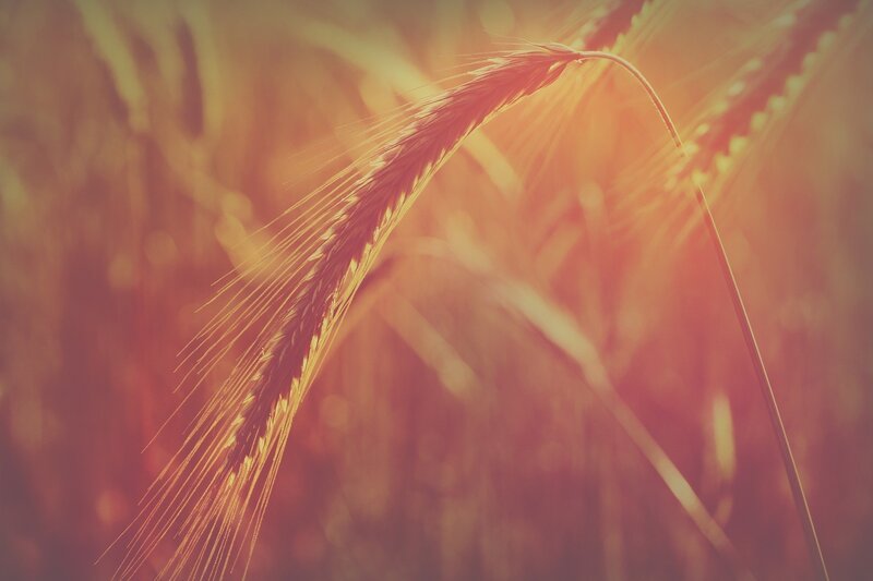 Wheat Ear in Field — Gold, Serene, Sunset, Photograph