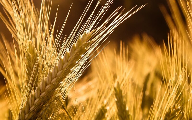 Wheat Ear in Field — Gold, Serene, Sunset