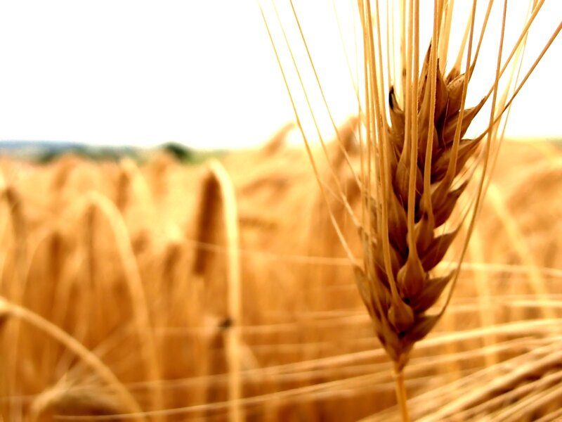 Wheat Ear in Field — Golden