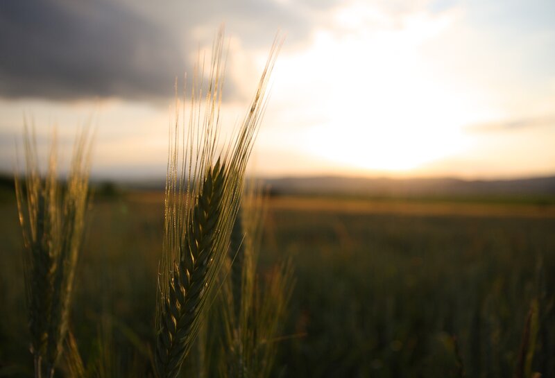 Wheat Ear in Field — Green, Serene, Sunset