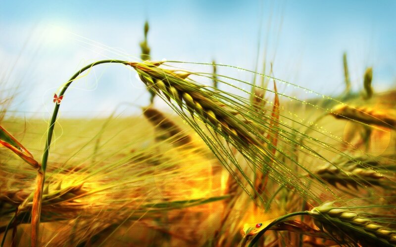 Wheat Ear in Field — Green, Serene