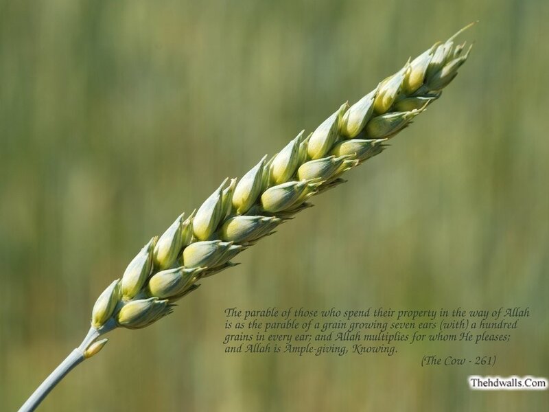 Wheat Ear in Field — Green