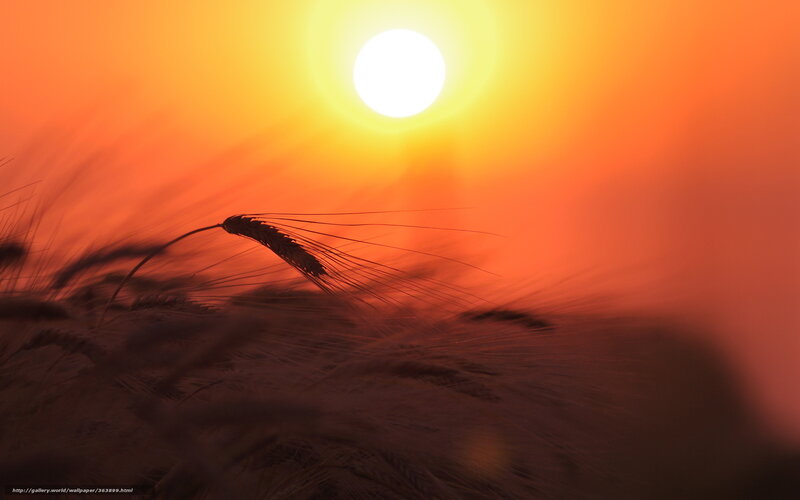 Wheat Ear in Field — Orange, Dramatic