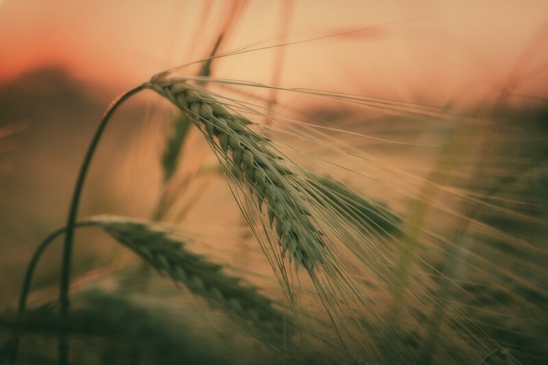 Wheat Ear in Field — Orange