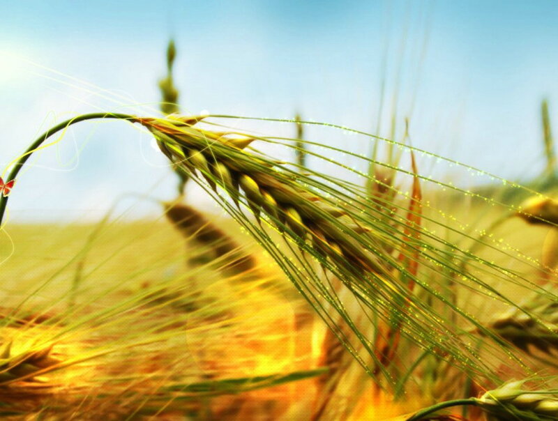 Wheat Ear in Field — Yellow