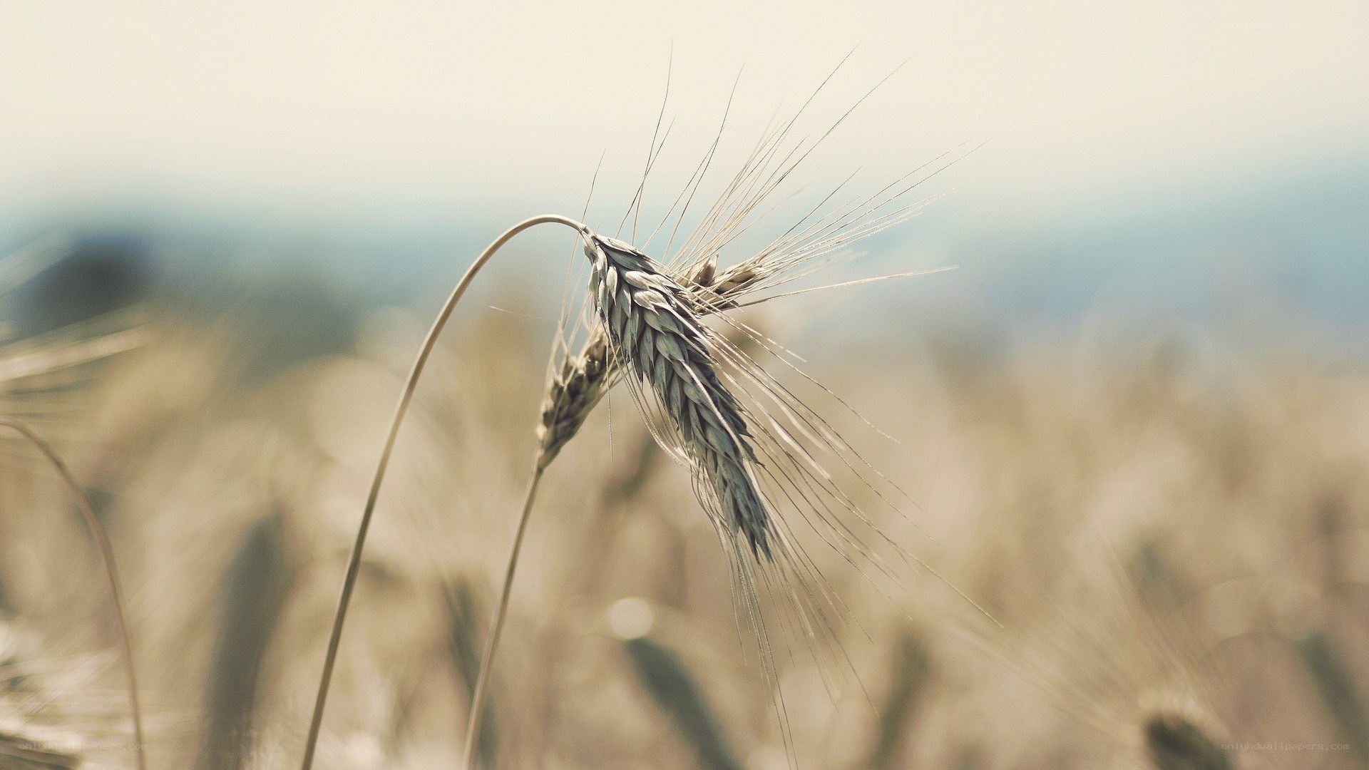 wheat ear in golden field