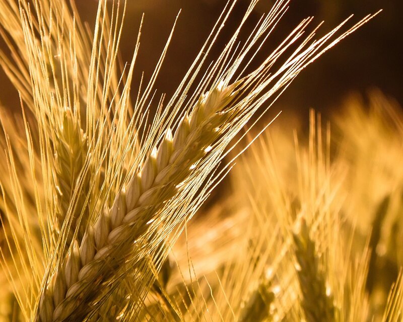 Wheat Ear in Sunlight
