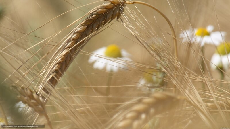Wheat Ear with Daisies