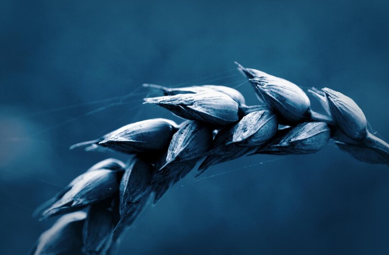Wheat Ear with Spiderwebs