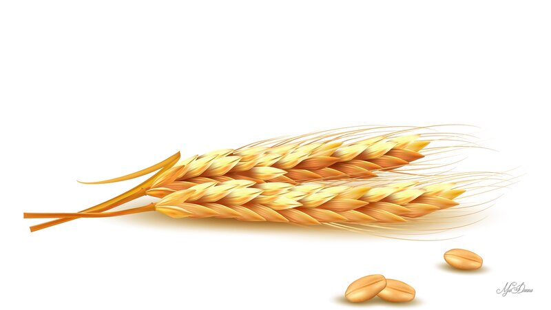 Wheat Ears and Grains