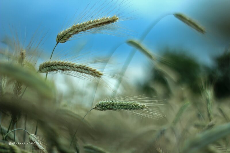 Wheat Ears in Field — Blue