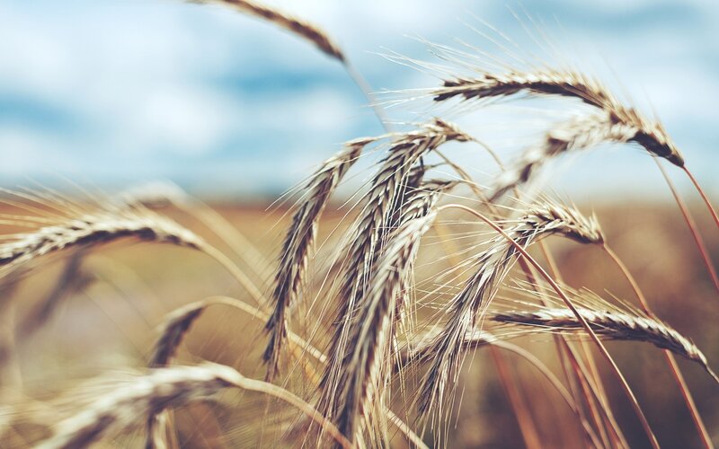 Wheat Ears in Field — Brown, Serene