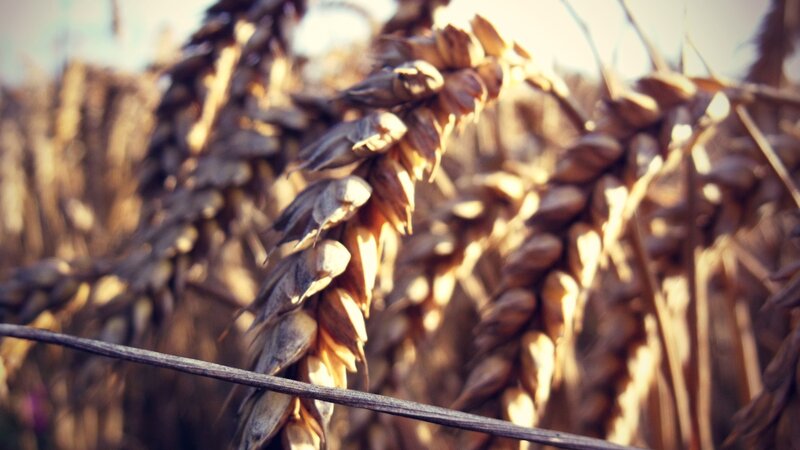 Wheat Ears in Field — Brown