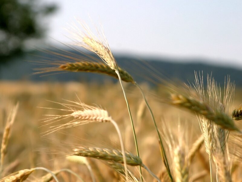 Wheat Ears in Field — Gold, Serene