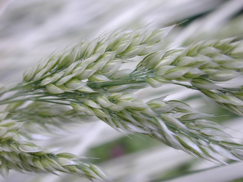 Wheat Ears in Field — Green, Calm