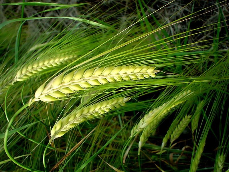 Wheat Ears in Field — Green