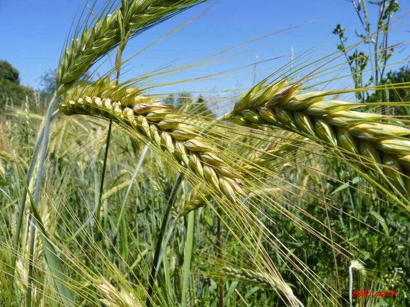 Wheat Ears in Field